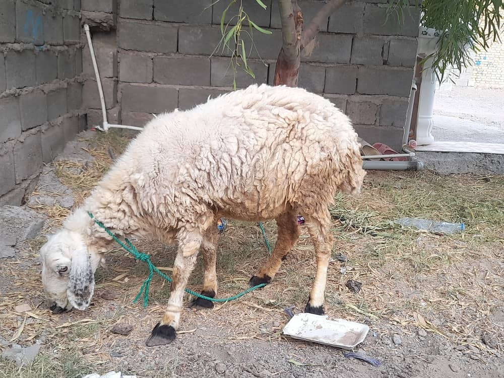 قربانی گوسفند 