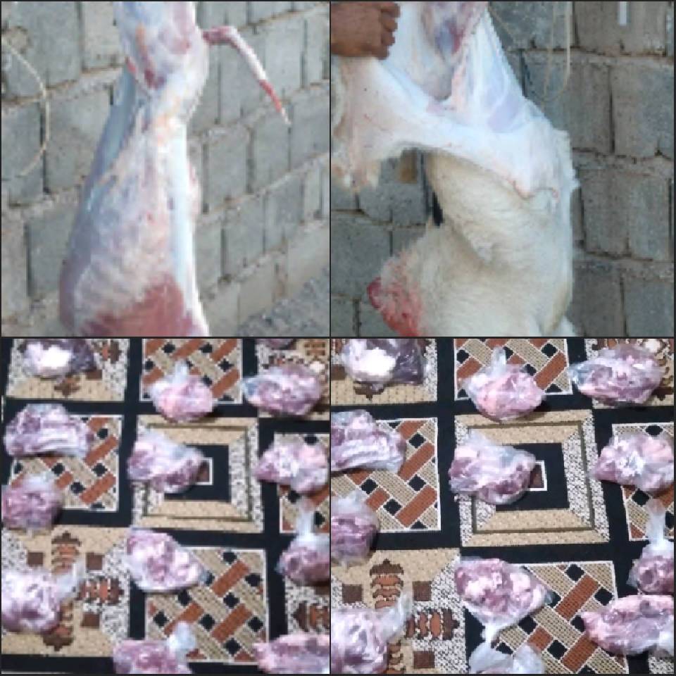 گزارش نحر 18