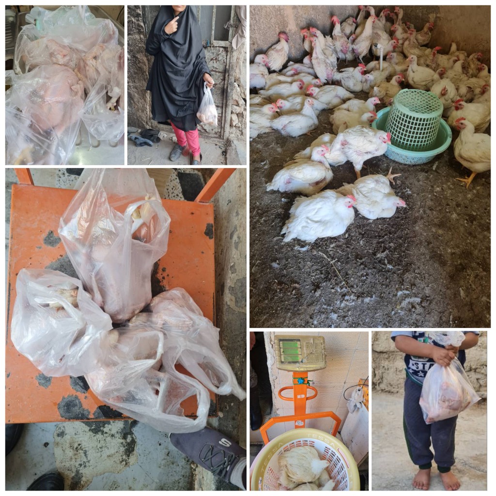 خرید و ذبح چهار قطعه مرغ