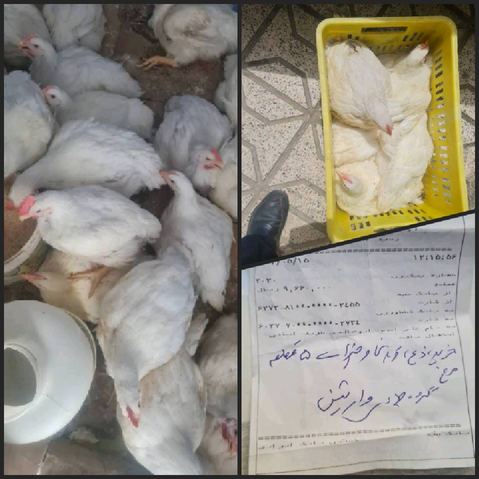 گزارش نحر 10