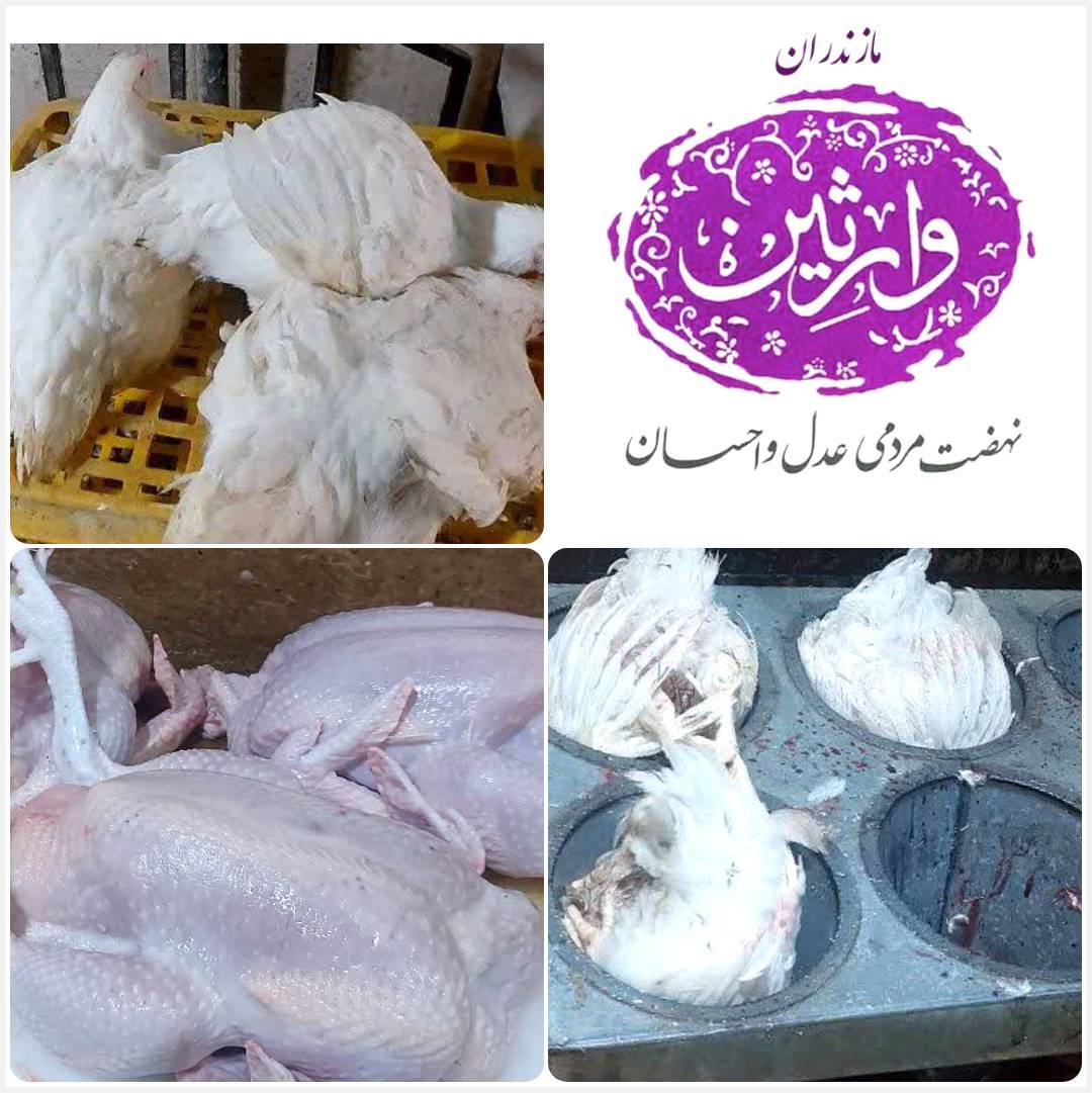 نحر 43 قربانی مشارکتی