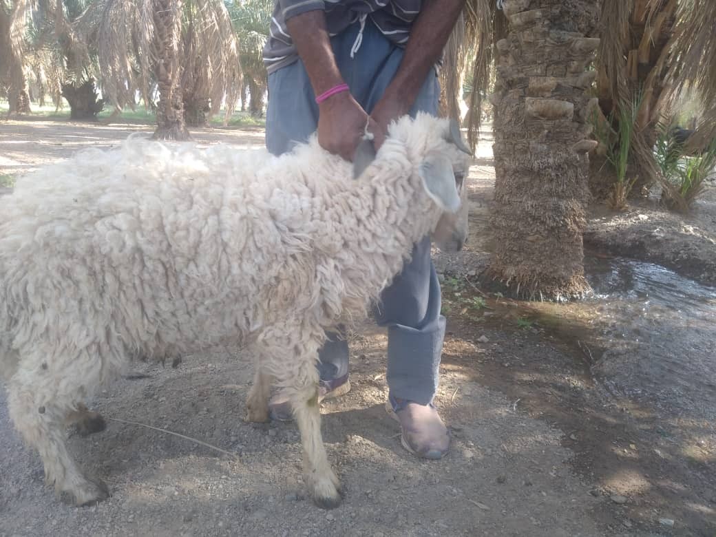 ذبح دو راس گوسفند 