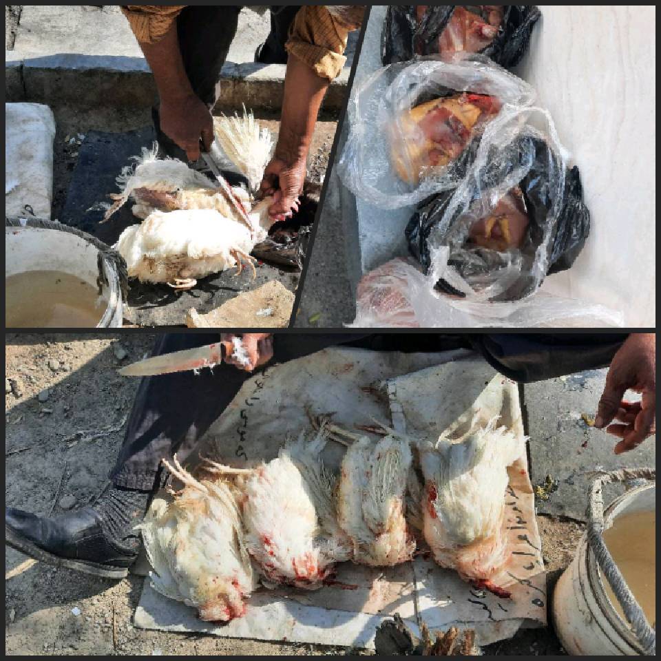 گزارش نحر 12