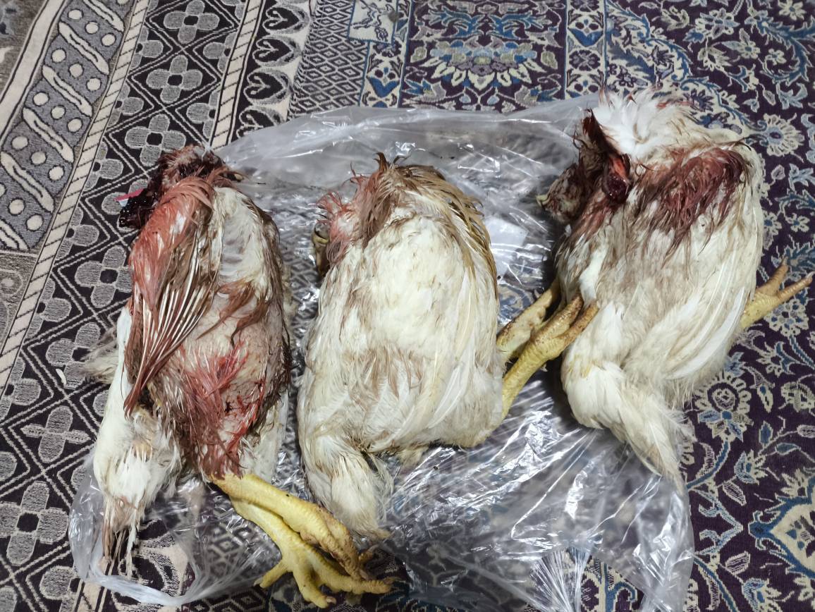 نحر 62 قربانی مشارکتی