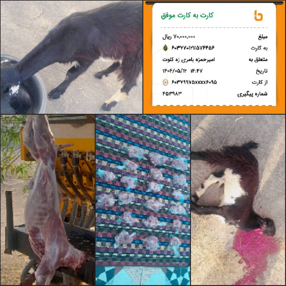 نحر64 قربانی مشارکتی