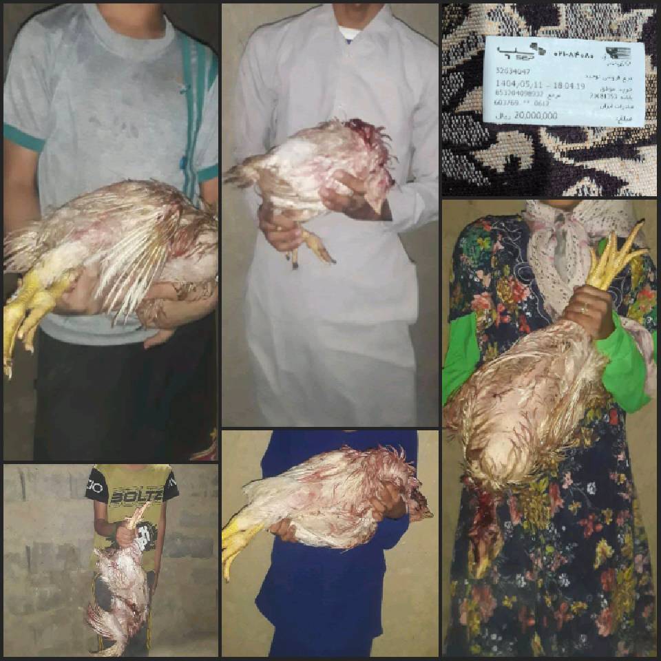 نحر63 قربانی مشارکتی