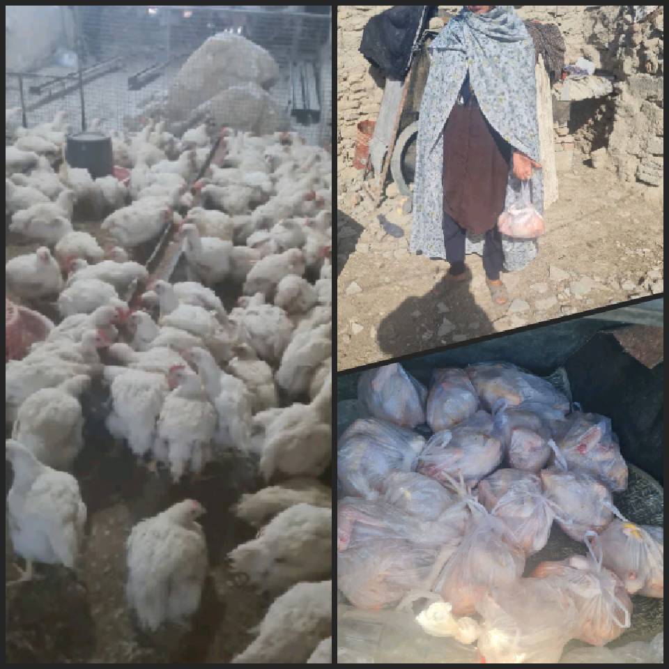 گزارش پویش نحر 3 «دی 1401»