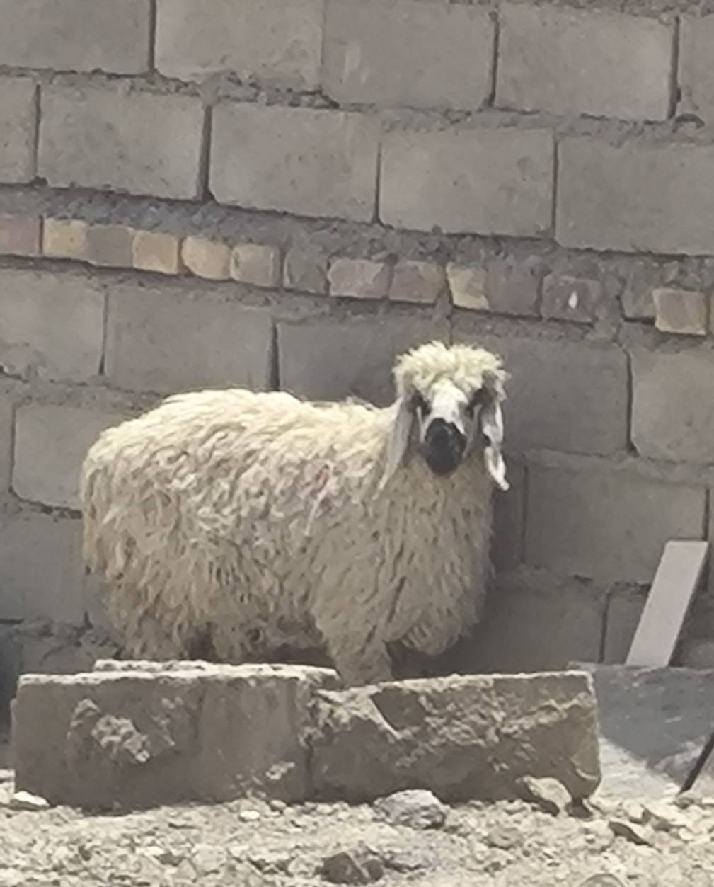 #نحر95